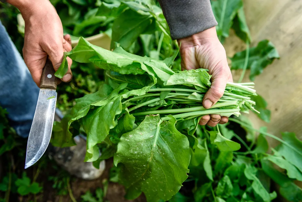 Harvesting sorrel