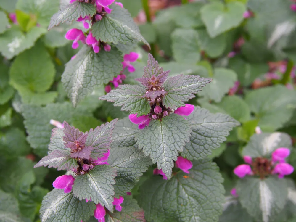 Spotted dead nettle in flower