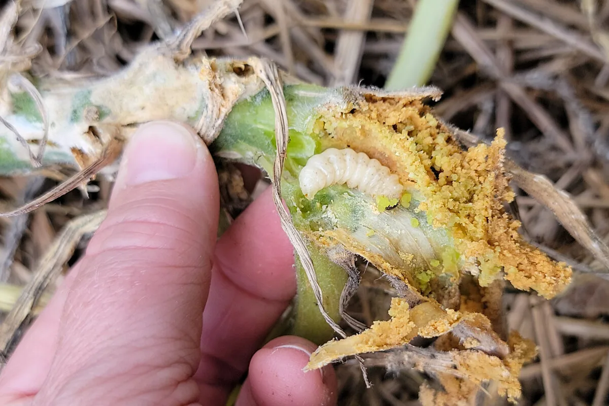 Squash vine borer and frass