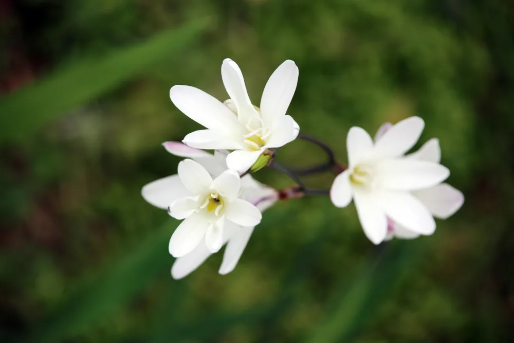 Three cornered leek flowers