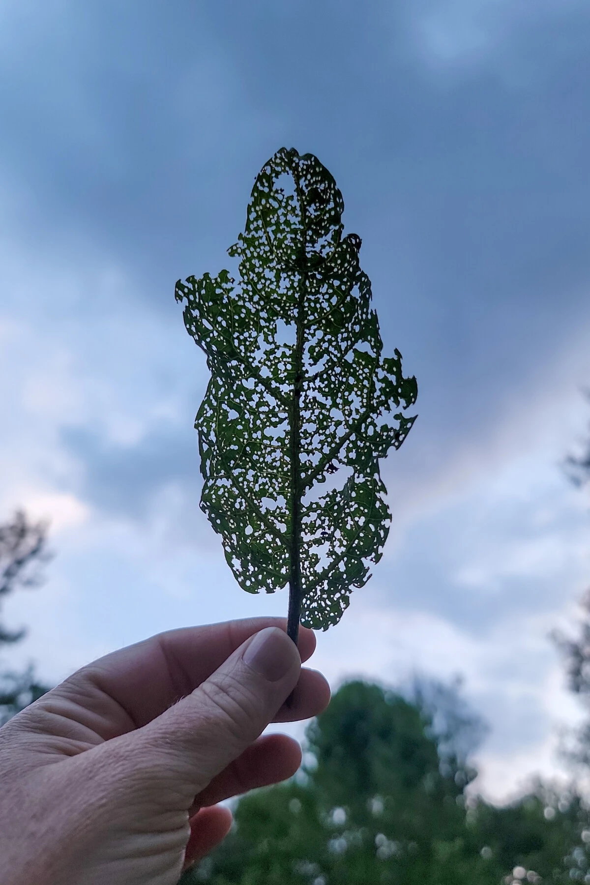 eggplant leaf riddled with holes from flea beetles