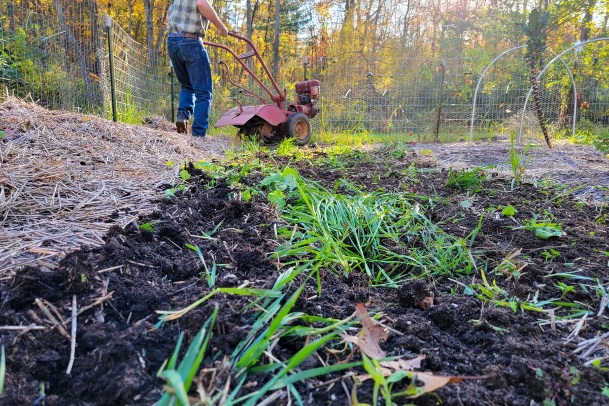 Tilled garden row, man with rototiller at the end of it