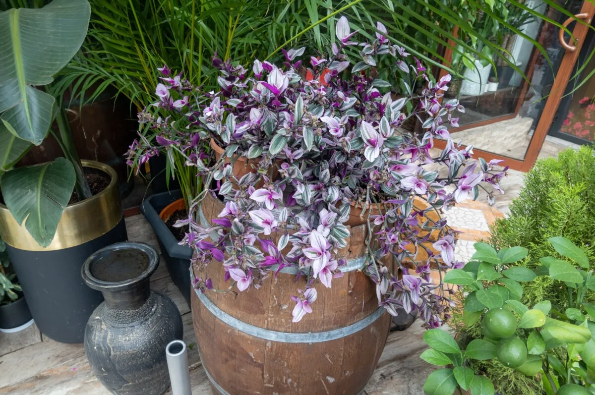Colorful tradescantia growing in a barrel