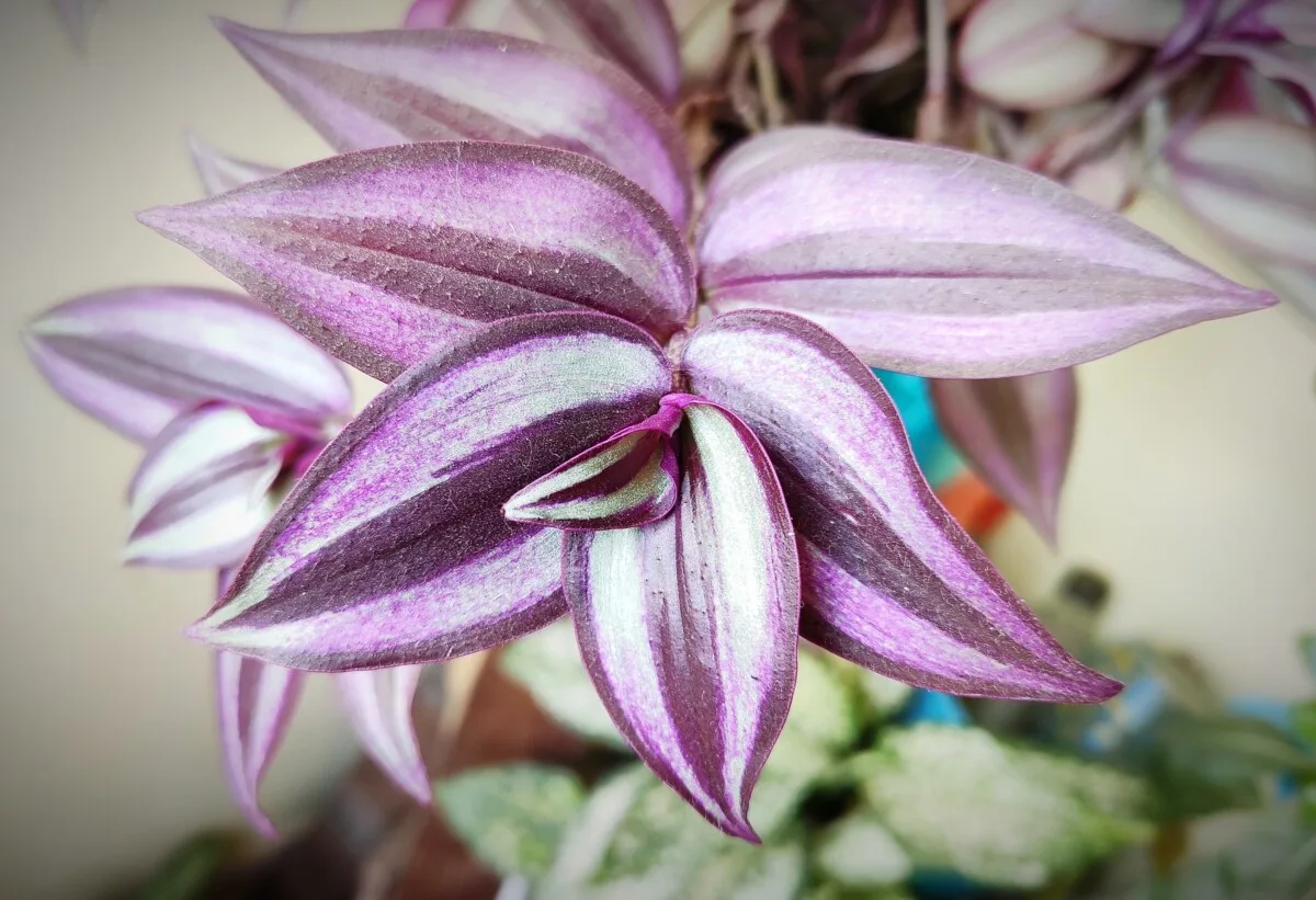 Faded leaves of an inch plant