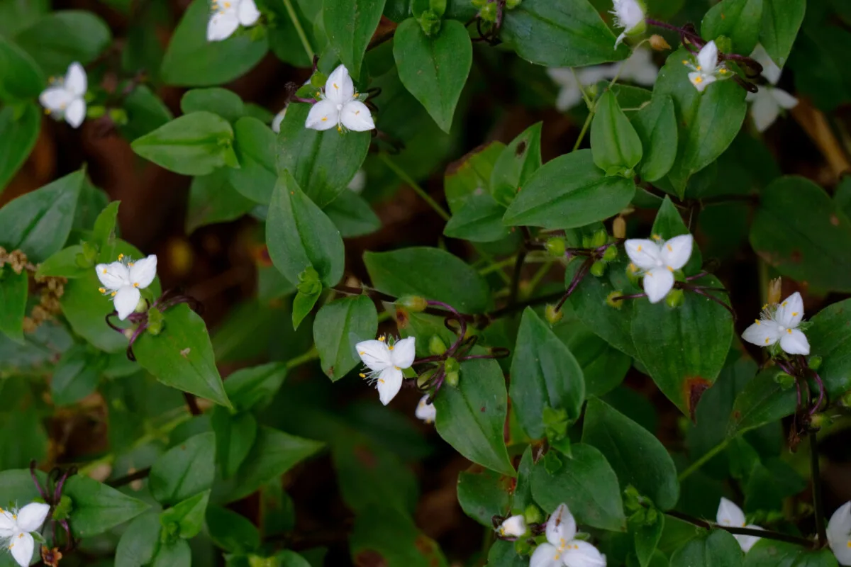 Flowering tradescantia