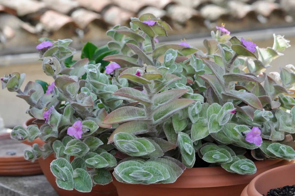 Fuzzy Tradescantia sillamontana