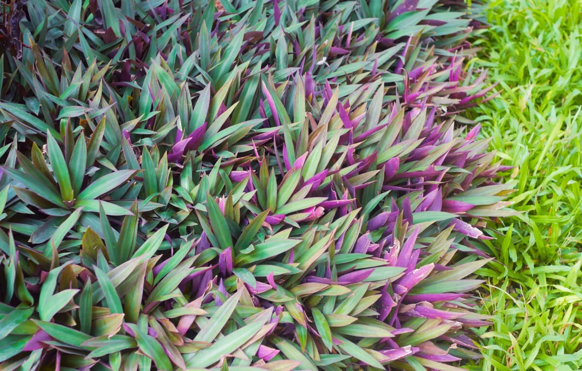 Purple and green Moses in the cradle