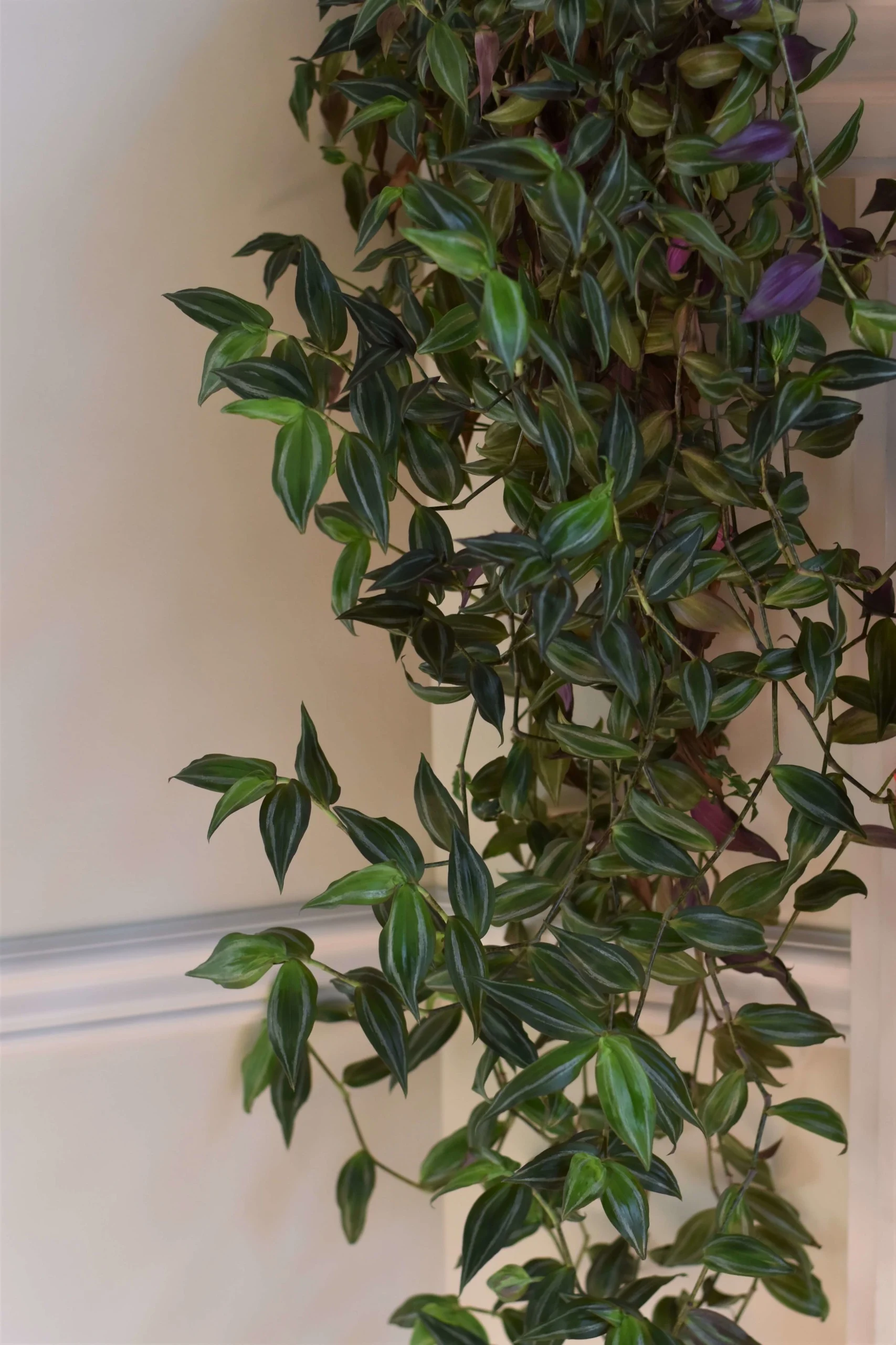 large hanging inch plant