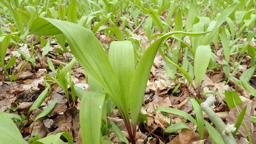 Wild leeks emerging through the forest floor