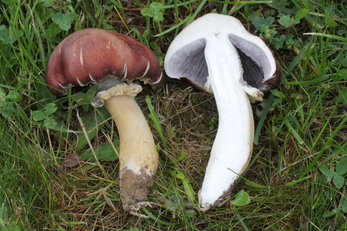 wine cap mushroom cut in half